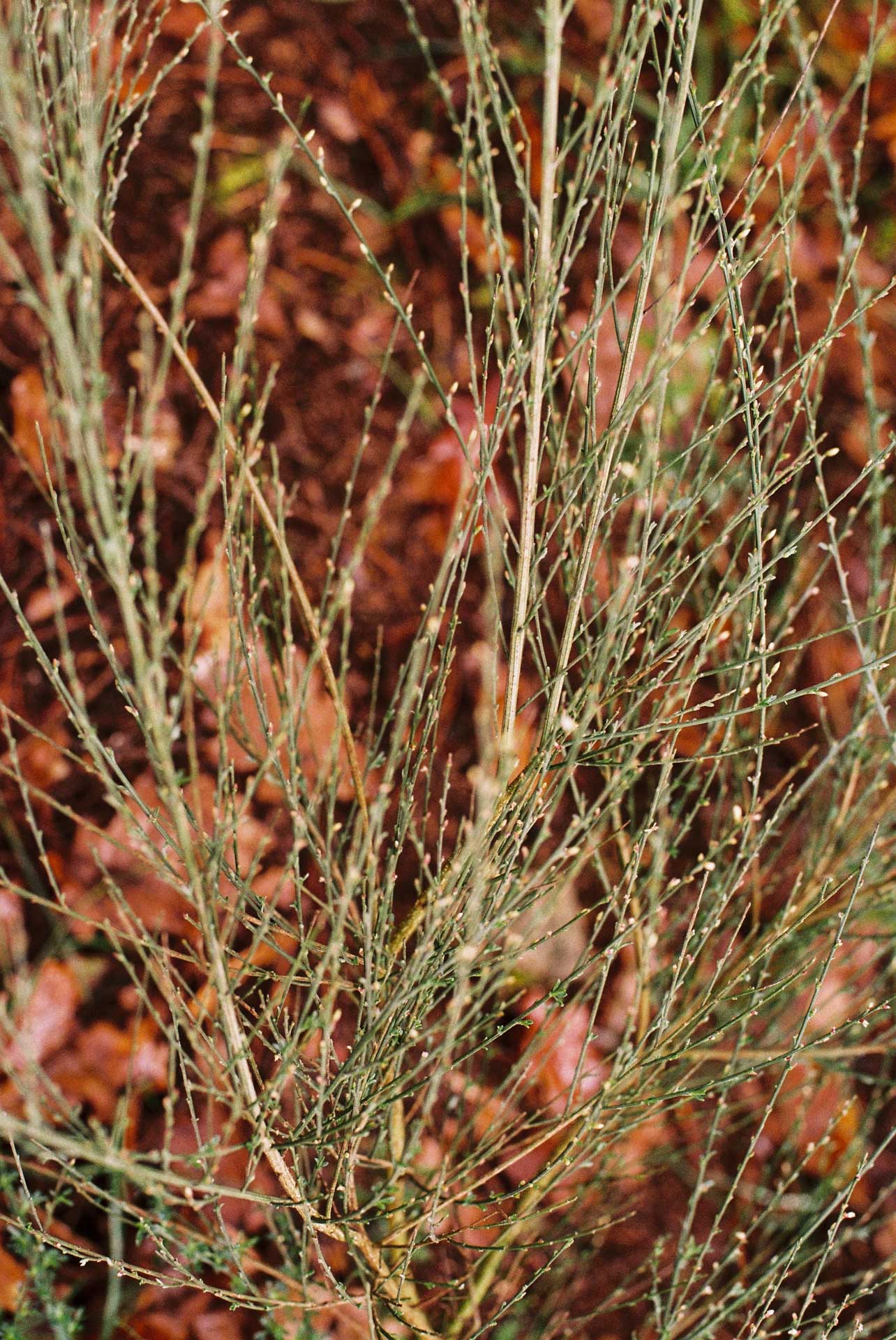 norte 2024/02 gallery image