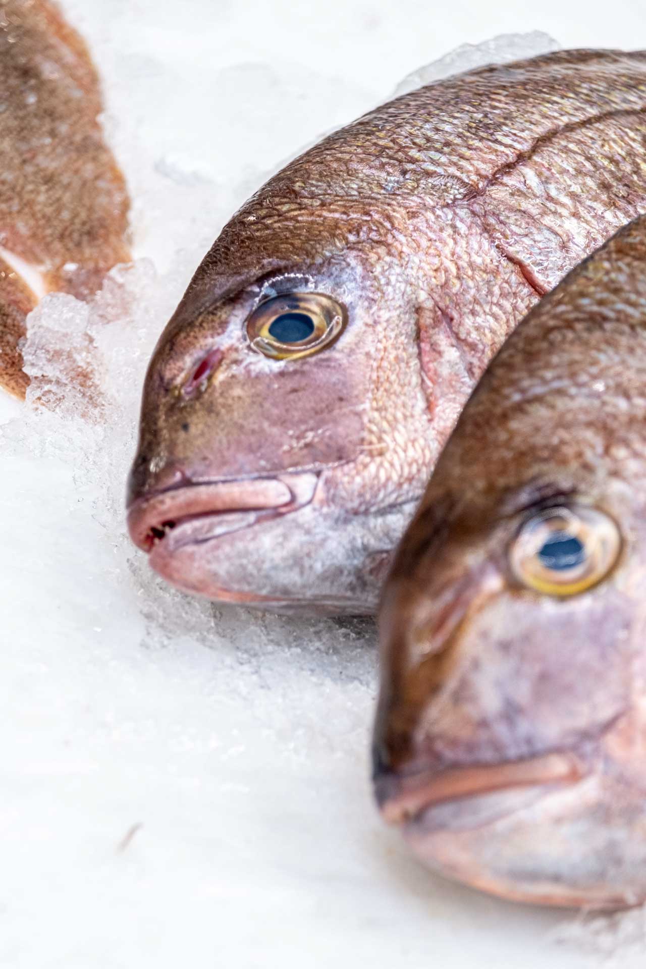 mercado municipal de matosinhos gallery image
