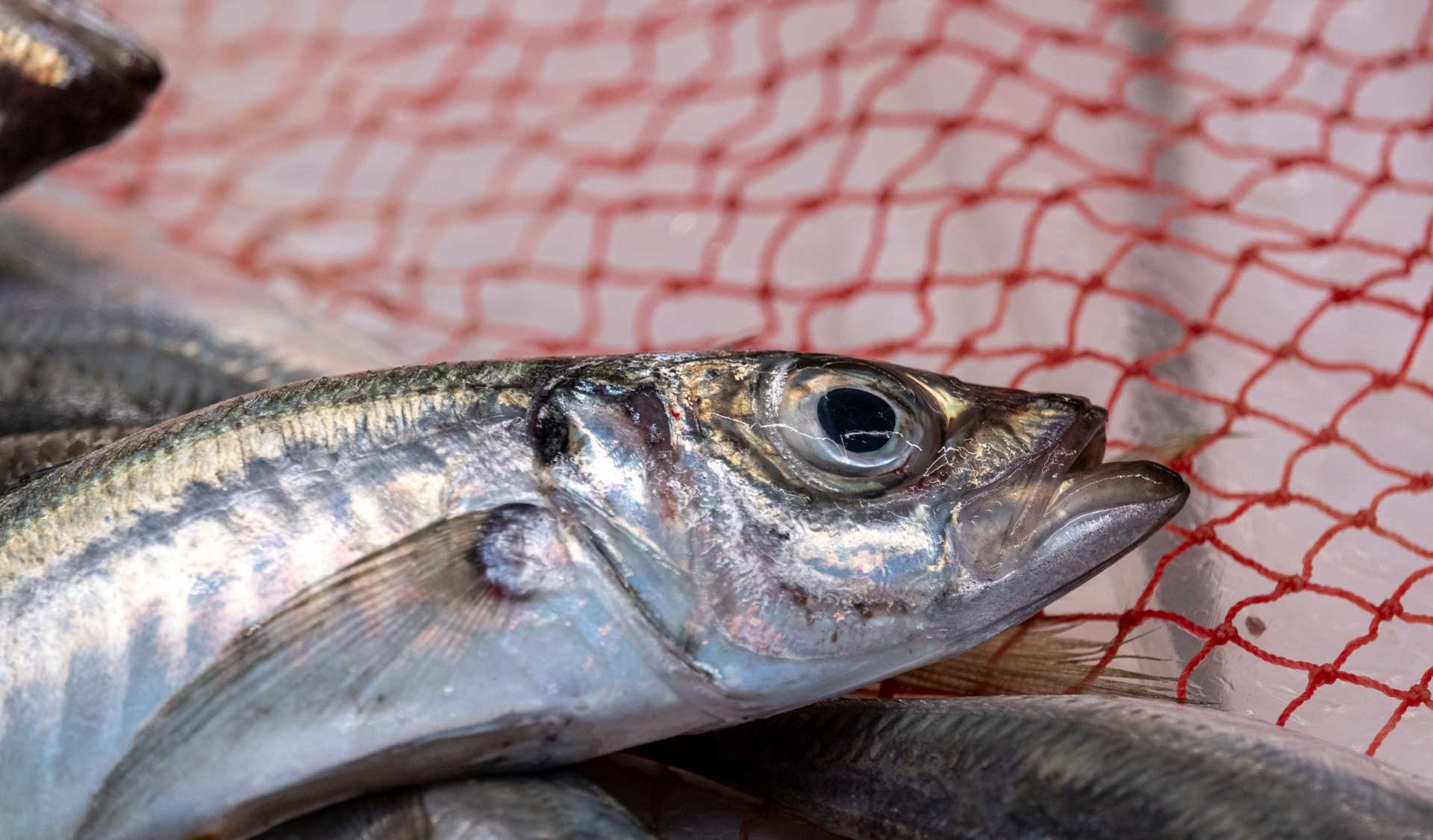 mercado municipal de matosinhos gallery image