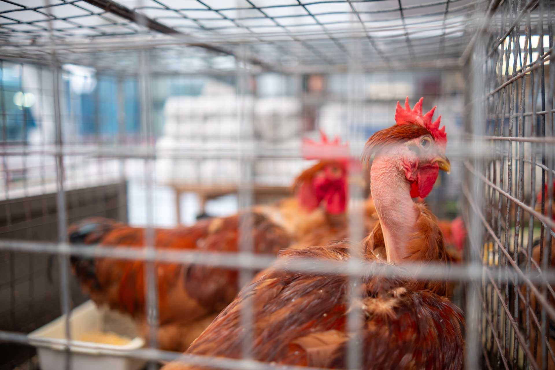 mercado municipal de matosinhos gallery image