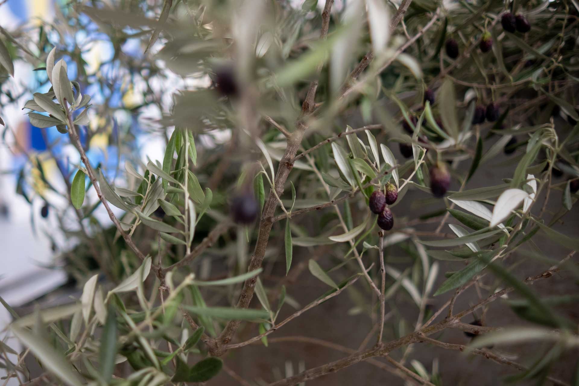 mercado municipal de matosinhos gallery image