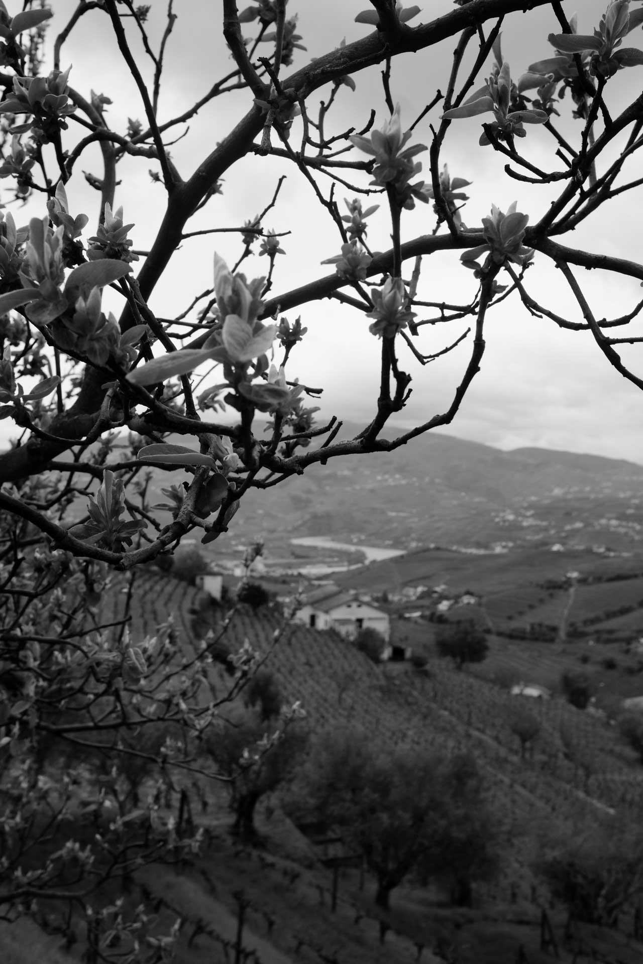 Pedro Milanos - Quinta da Senhora da Graça. gallery image