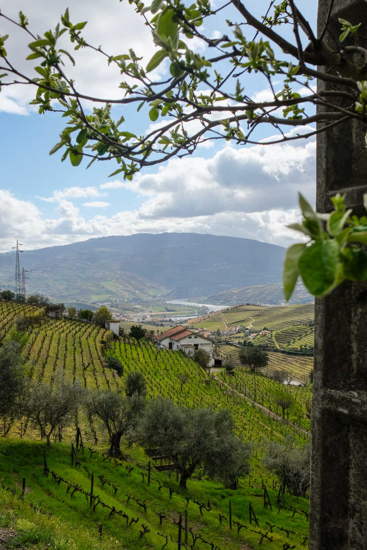 Pedro Milanos - Quinta da Senhora da Graça. gallery image